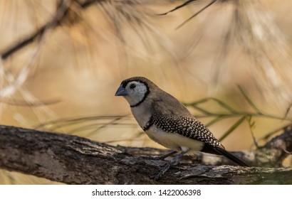 Double Barred Finch In Australia