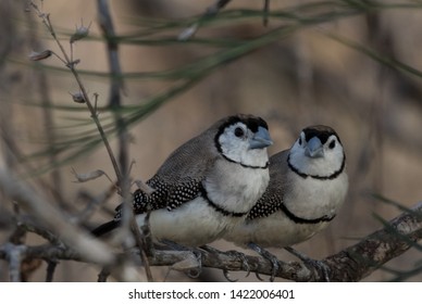 Double Barred Finch In Australia