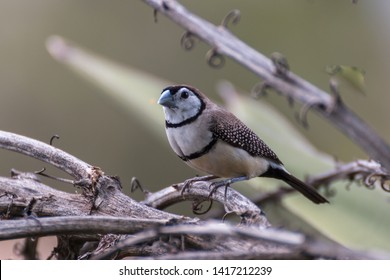 Double Barred Finch Australian Bird