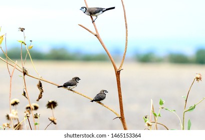 Double Barred Finch Australian Birds