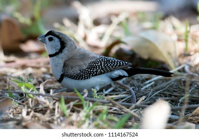 Double Barred Finch At  Karumba, Queensland.