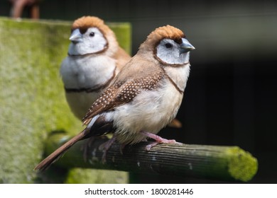 Double Barred Finch Perched On A Feeder