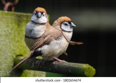 Double Barred Finch Perched On A Feeder