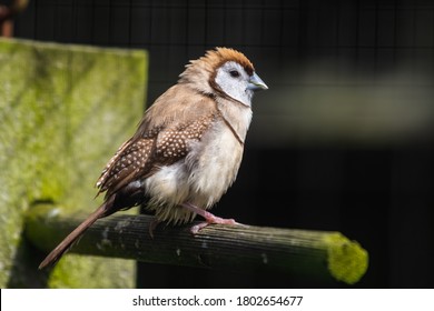 Double Barred Finch Perched On A Feeder