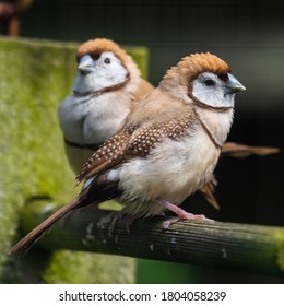 Double Barred Finch Perched On A Feeder