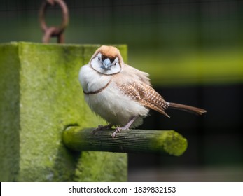 Double Barred Finch Standing On A Perch