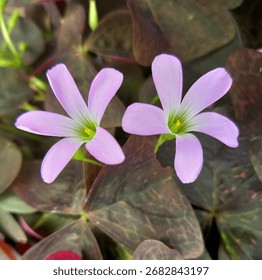 Double beautiful oxalis triangularis with five petals and pink flowers, false shamerock ornamental plant  with soft purple flower and deep purpleleaf grown as indoorplant or outdoor in the garden