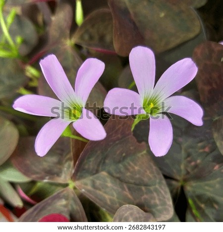 Double beautiful oxalis triangularis with five petals and pink flowers, false shamerock ornamental plant  with soft purple flower and deep purpleleaf grown as indoorplant or outdoor in the garden