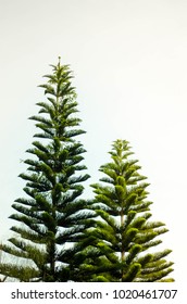 Double Beautiful Shape Of Green Pine In Natural Forest On Morning Light Blue Cloudy Sky Background,Big One On Left And Shorter On Right By Slope Down Step From Left To Right Hand