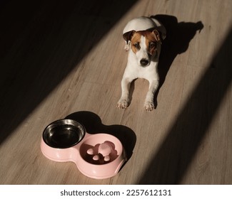 A double bowl for slow feeding and a bowl of water for the dog. Jack Russell Terrier dog near a pink plate with dry food on a wooden floor. - Shutterstock ID 2257612131