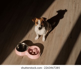 A double bowl for slow feeding and a bowl of water for the dog. Top view of a jack russell terrier dog near a pink plate with dry food on a wooden floor. - Shutterstock ID 2263467285