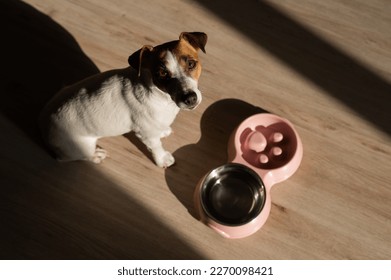 A double bowl for slow feeding and a bowl of water for the dog. Top view of a jack russell terrier dog near a pink plate with dry food on a wooden floor. - Shutterstock ID 2270098421