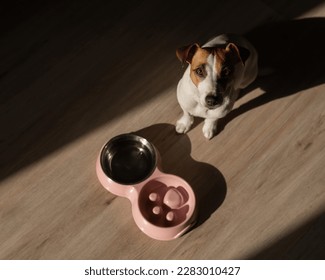 A double bowl for slow feeding and a bowl of water for the dog. Top view of a jack russell terrier dog near a pink plate with dry food on a wooden floor. - Shutterstock ID 2283010427