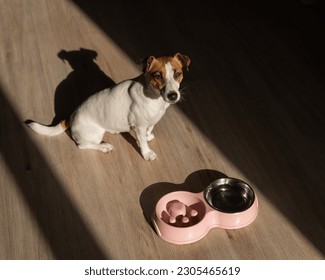A double bowl for slow feeding and a bowl of water for the dog. Top view of a jack russell terrier dog near a pink plate with dry food on a wooden floor. - Shutterstock ID 2305465619