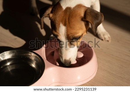 A double bowl for slow feeding and a bowl of water for the dog. Jack Russell Terrier dog eats dry food from a pink plate on a wooden floor.