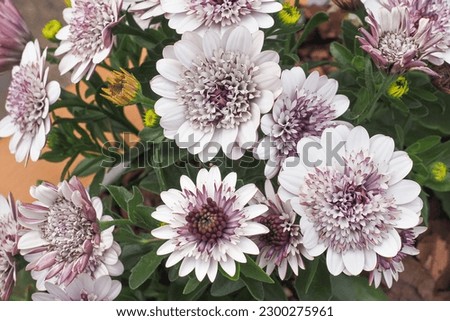 Double Cape Marguerite, violet white flowers, close up. Osteospermum fruticosum or Dimorphotheca ecklonis is herbaceous flowering plant of the Calenduleae genus, sunflower - daisy family Asteraceae.