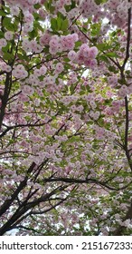 Double Cherry Blossom Festival Spring Feast