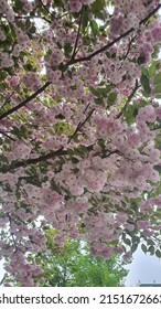 Double Cherry Blossom Festival Spring Feast