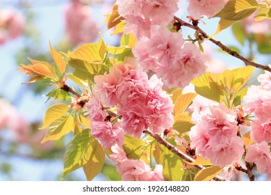 Double Cherry Blossoms 