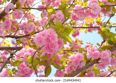 5,980 Double cherry blossom Images, Stock Photos & Vectors | Shutterstock