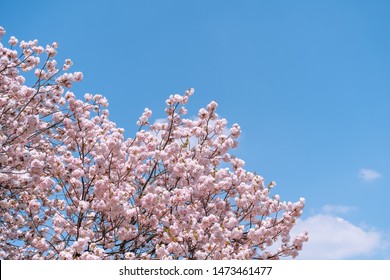 5,980 Double cherry blossom Images, Stock Photos & Vectors | Shutterstock