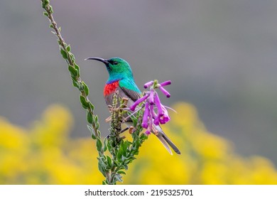 Double Collared Sunbird On Flower