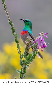 Double Collared Sunbird On Flower