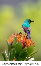 Double Collared Sunbird On Flower