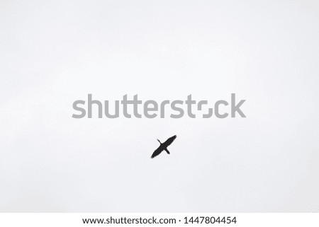 Similar – Image, Stock Photo Raabe in flight raven Bird