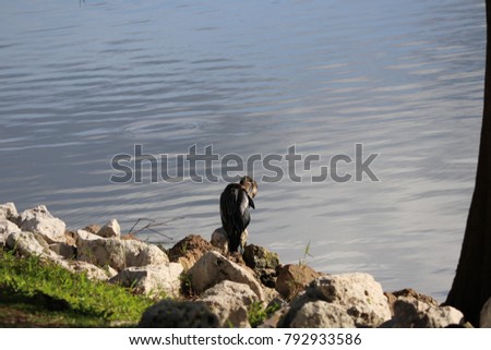 Double crested cormorant bird perched on a rock by a lake on a sunny day.