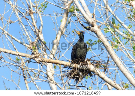 double crested cormorant nesting in the top of leaf barren tree. Once threatened by the use of DDT, the numbers of this bird have increased markedly in recent years.
