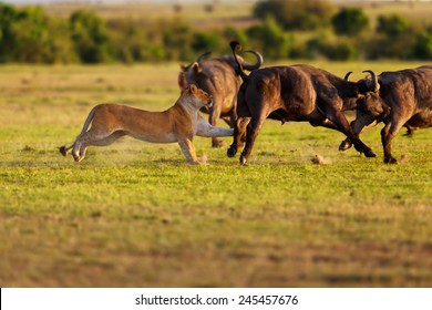 Double Cross Female Lion Hunting Buffaloes In Masai Mara, Kenya