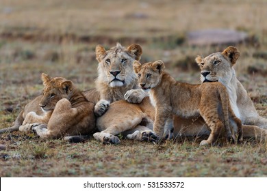 Double Cross Pride Lion Family In Masai Mara, Kenya