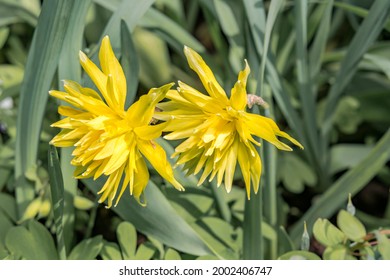 Double Daffodil 'Rip van Winkle' (Narcissus minor var. pumilus) in park