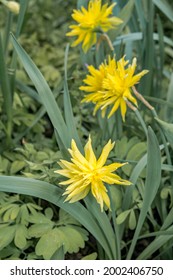 Double Daffodil 'Rip van Winkle' (Narcissus minor var. pumilus) in park