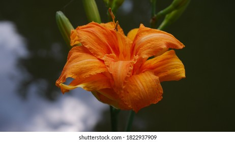 double daylily, orange lily flower