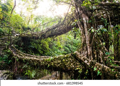 Double decker living root bridge made by local tribes from rubber trees in the lush green jungle of Meghalaya state, Northeast India, an example of man working together with nature