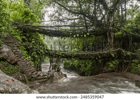 Double decker living root bridge  in nongriat village in cherrapunjee meghalaya India. This bridge is formed by training tree roots over years to knit together.
