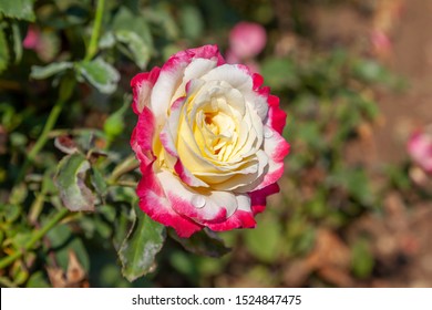 Double Delight rose flower in the field. Scientific name: Rosa ' Double Delight'
Flower bloom Color: Creamy white, edged strawberry red.
