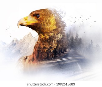 Double exposure of brown eagle and mountainside road surrounded by fog and birds