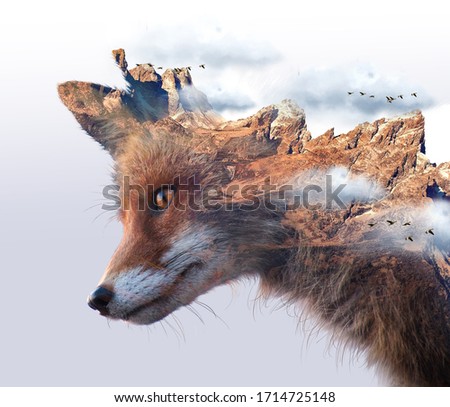 Double exposure of brown fox face and rocky mountain cliff surrounded by white  clouds