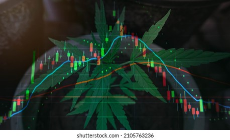 Double exposure of Cannabis business with marijuana leaves and stock graph charts on stock market exchange trading on laptop screen.The concept of a company or stock market of marijuana exports for me