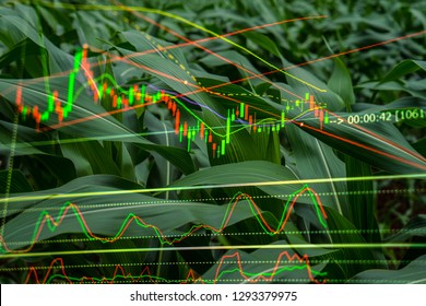 Trading Charts Corn