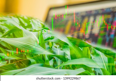 Double Exposure. Corn Crop Field Season, Stock Trading Computer Screen And Technical Price Chart With Volatility. Agricultural, Food,  And Commodities Online, Wholesale, Future Trading Market Concept