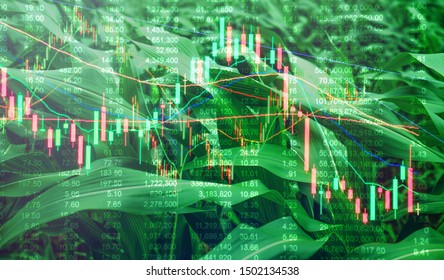 Double exposure Corn crop field season, stock trading technical price chart with volatility. Agricultural and commodities e-commerce online trading, food wholesale, future trading market concept