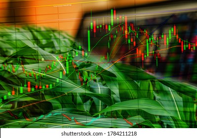 Double Exposure. Corn Crop Field Season, Stock Trading Computer Screen And Technical Price Chart With Volatility. Agricultural, Food,  And Commodities Online, Wholesale, Future Market Concept