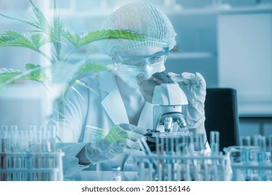 Double Exposure Doctor Researchers And Cannabis Tree Are Marijuana Extracts THC And CBN For Medical And Business In Laboratory, Analyzing The Medicine Related Innovation,healthy Concept.