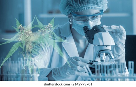 Double Exposure Doctor Researchers And Cannabis Tree Are Marijuana Extracts THC And CBN For Medical And Business In Laboratory, Analyzing The Medicine Related Innovation,healthy Concept.