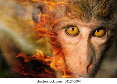 Double Exposure. Fire Monkey