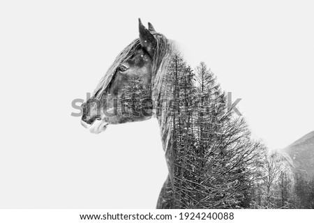 Double exposure horse in black and white. Connecting horse and nature trees.